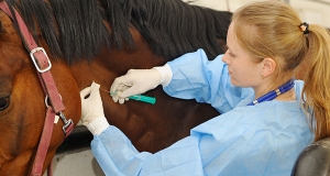 Le principali malattie contro cui vaccinare i cavalli (parte I - L'influenza equina)