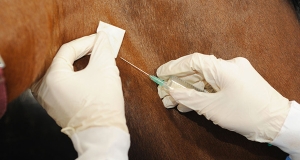 Le principali malattie contro cui vaccinare i cavalli (parte II - Il tetano)