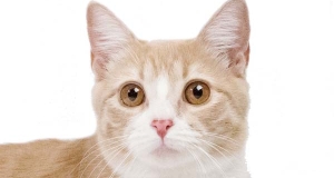 Gatto Manx: storia, aspetto, carattere, cura e prezzo