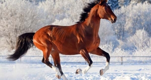 La morfologia del cavallo