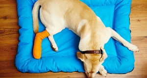 Bendaggio cane: come bendare la ferita del cane?