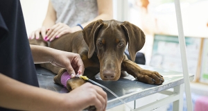 Cani: Pronto soccorso per lesioni