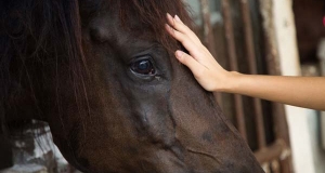 La psicologia equina