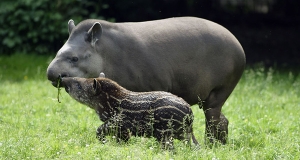 Quali sono gli animali più brutti?