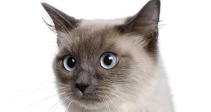 Gatto Ragdoll: storia, aspetto, carattere, cura e prezzo