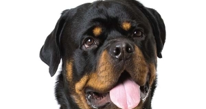 Rottweiler: storia, aspetto, carattere, cura e prezzo