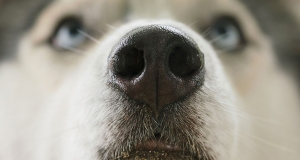 Cani: sanguinamento del naso