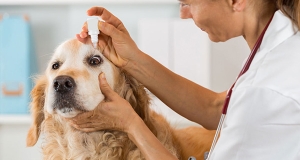 Cani: diagnosi e cause dello scolo oculare