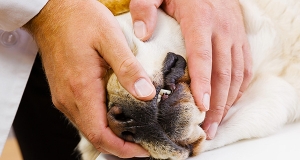 Shock nel cane: riconoscimento e trattamento di emergenza