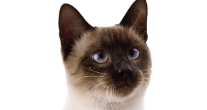 Gatto Siamese: storia, aspetto, carattere, cura e prezzo