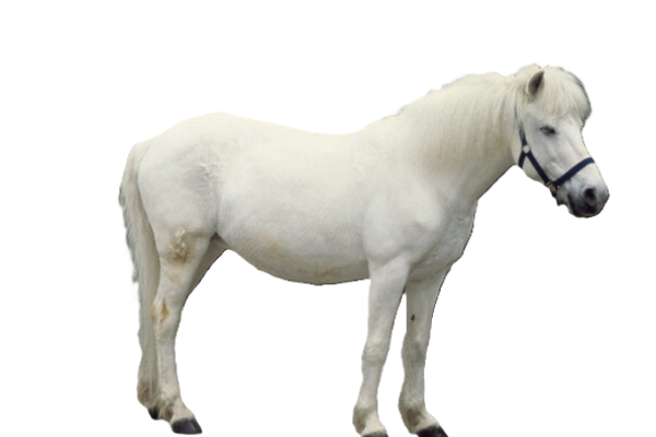 Cavallo Hokkaido