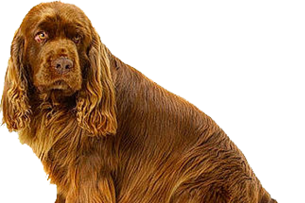 Sussex Spaniel