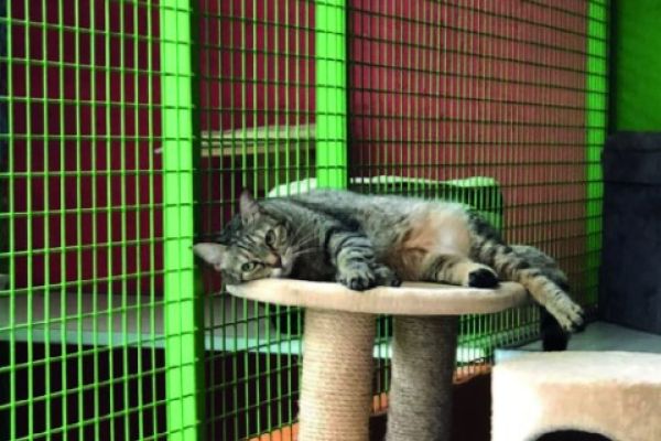 Pensione per Gatti
