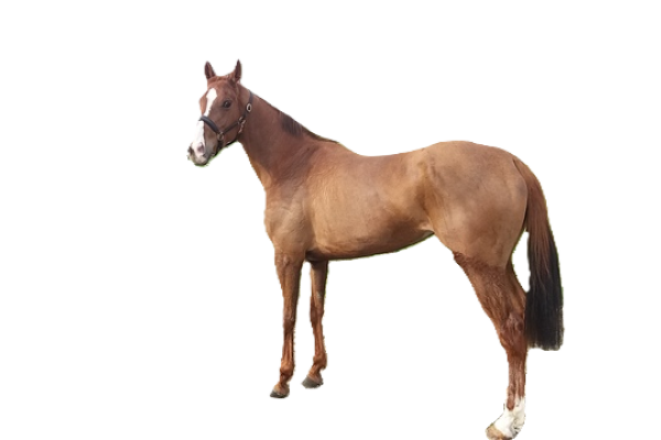 Cavallo Mezzo sangue belga