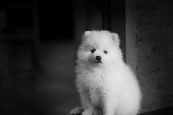 Spitz Giapponese