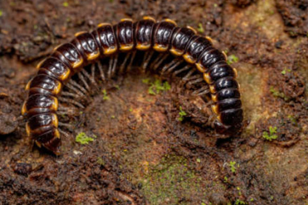 Millepiedi