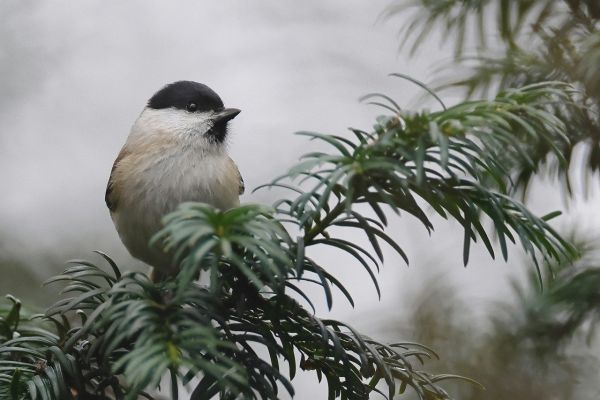 Cincia siberiana
