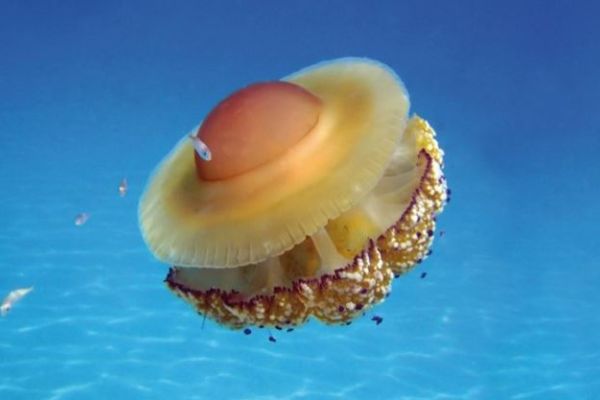 Medusa Cassiopea