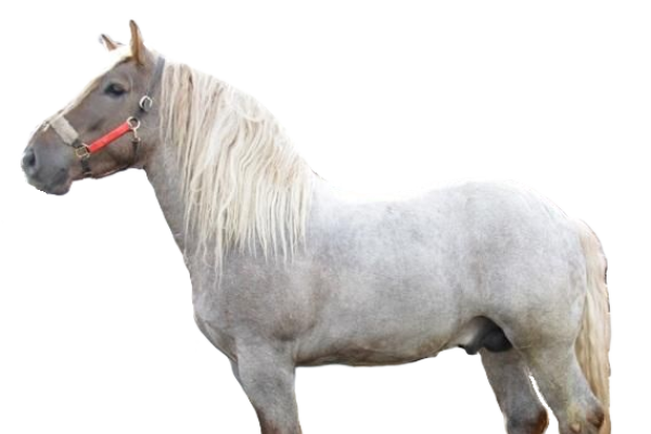 Cavallo Lituano