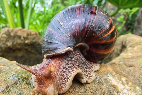 Chiocciola gigante africana