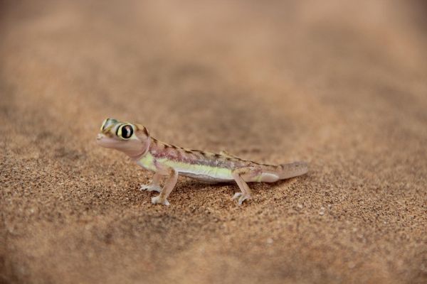 Geco del deserto