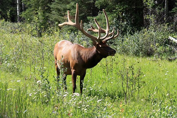 Wapiti