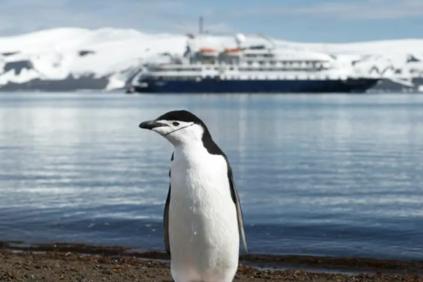 Pinguino chinstrap