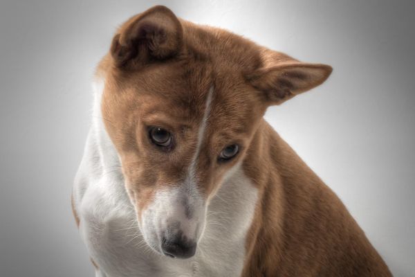 Basenji
