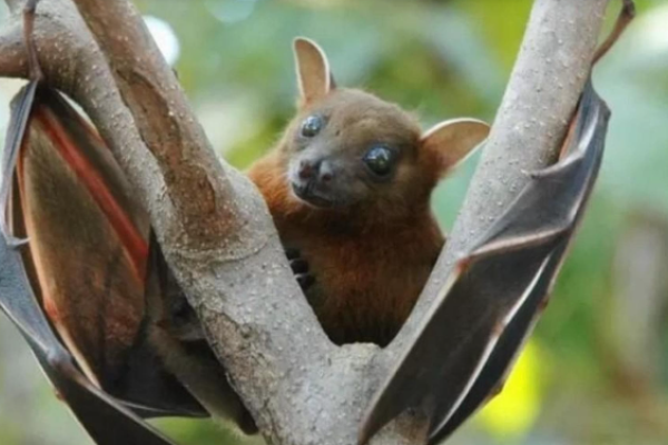 Pipistrello della frutta