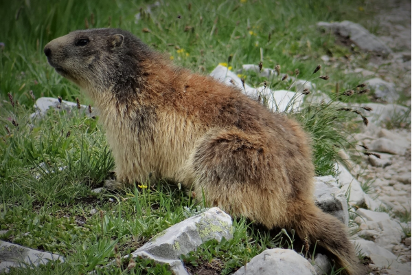 Marmotta