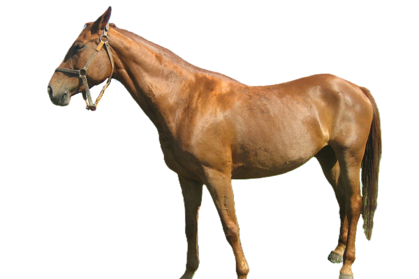 Cavallo Pleven