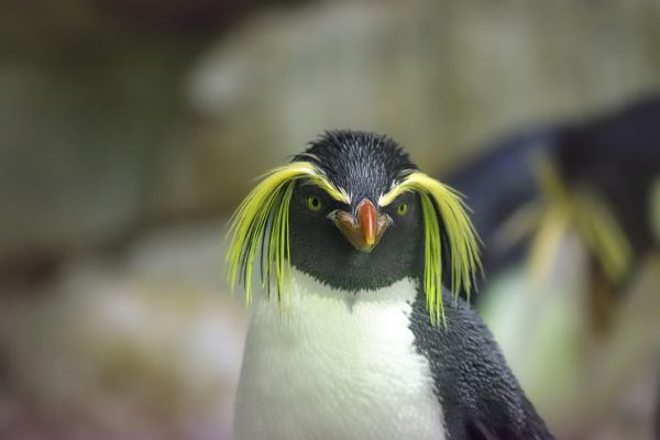 Pinguino
