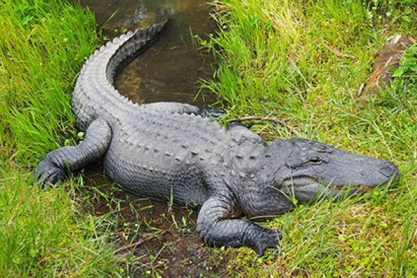 Alligatore