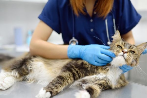 Giardia gatto