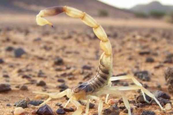 Scorpione del deserto