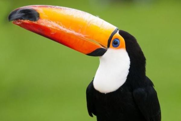 Tucano