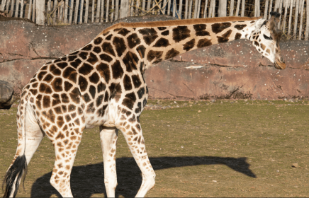 La giraffa reticolata