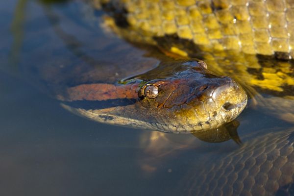 Anaconda