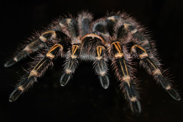 Tarantola
