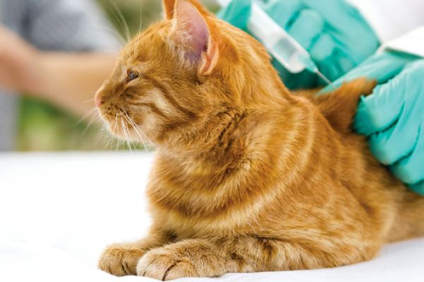 F.I.V. : le domande più frequenti sul Virus della Immunodeficienza Felina