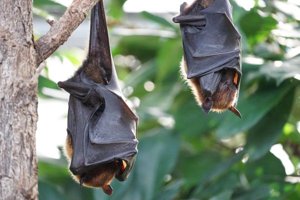 Pipistrello della frutta
