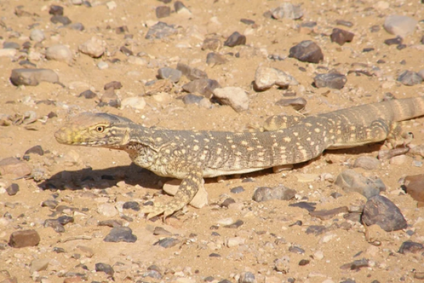 Varano del deserto