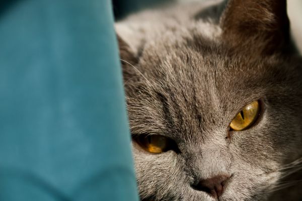 Il diabete nei gatti