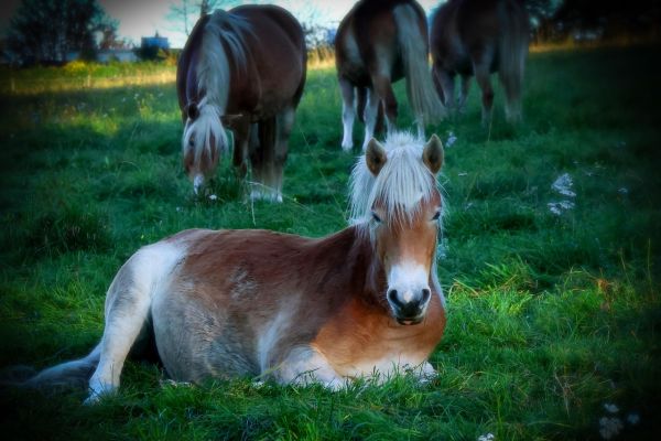 Cavallo Avelignese