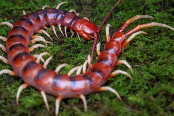 Scolopendra