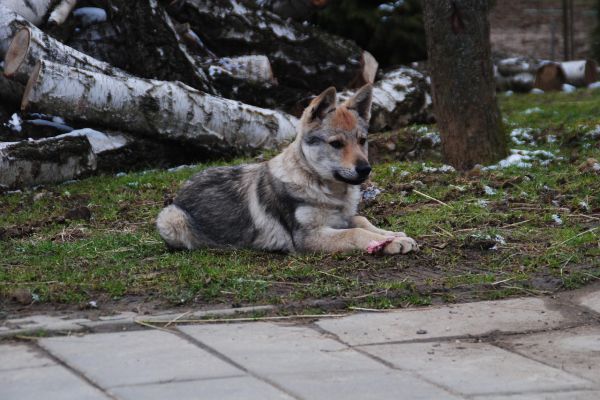 Cane Lupo Cecoslovacco