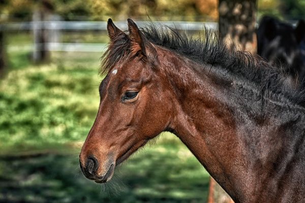 cavallo hannover