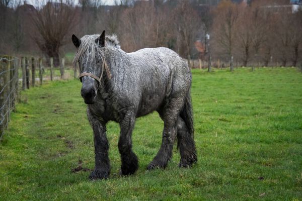 Cavallo Belga da tiro