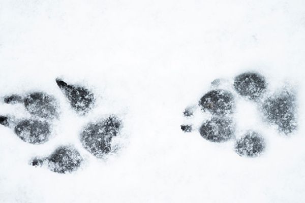 Sintomi da avvelenamento da antigelo nei cani