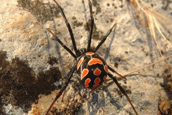 Vedova nera